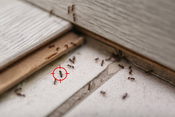 Best Local Pest Control Services  in Forrest, IL